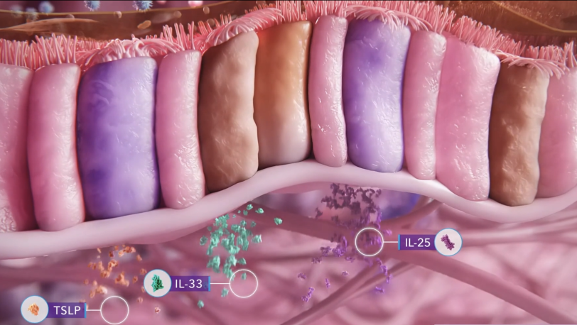 Upper airway thumbnail